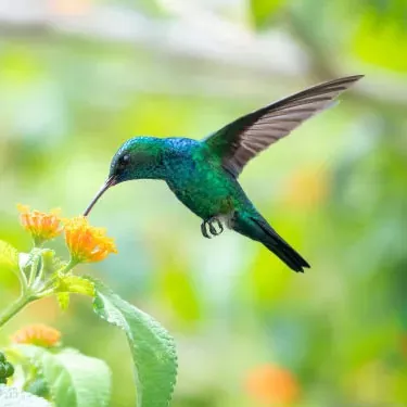 Como a fonte de alimento dos beija-flores se relaciona com a seleção de seu habitat?