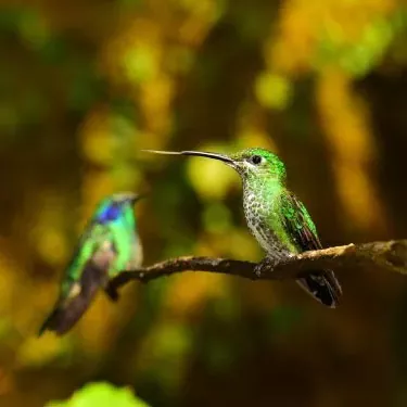 Os colibris têm uma amplitude de movimento definida ao comer?