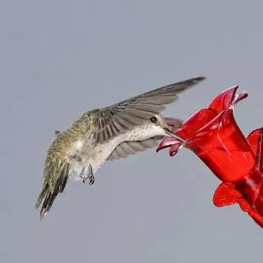 A que horas os colibris gostam de comer?