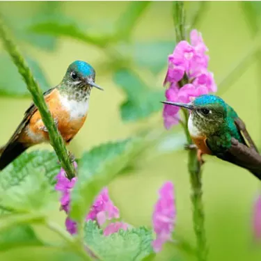 A cor do alimentador do colibri afeta a atratividade do beija-flor?