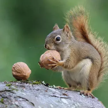 Quanto tempo duram os alimentadores anti-esquilo?