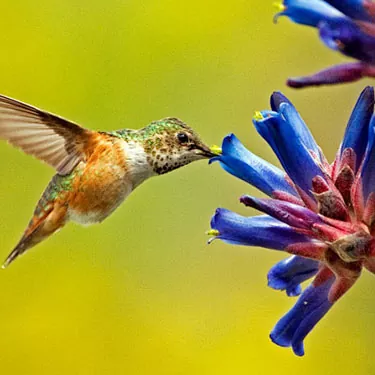 Como funciona um alimentador de colibri?