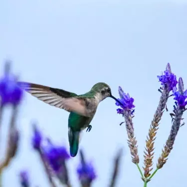 Que fatores afetam a capacidade de reprodução de um colibri?