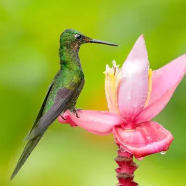 Qual é o estado atual de conservação dos beija-flores?