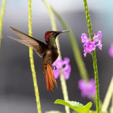 Qual é a importância ecológica dos beija-flores?