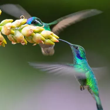 Como o beija-flor se adapta ao seu papel ecológico?